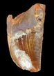 Juvenile Carcharodontosaurus Tooth - Partial Root #55753-1